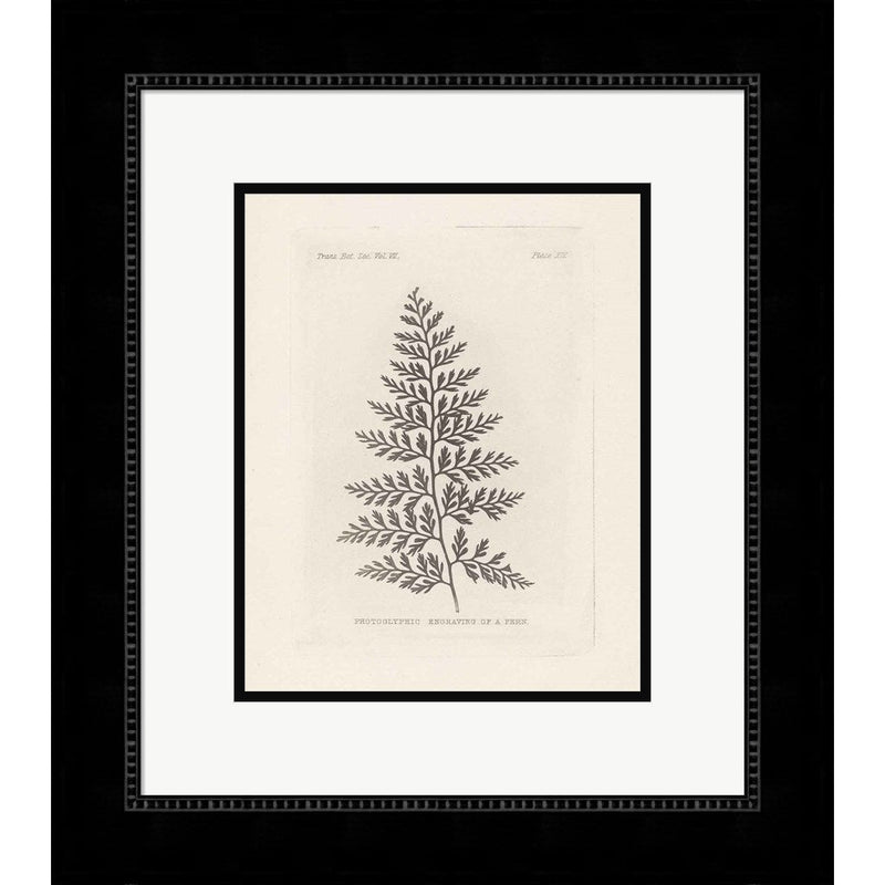 Fern Engraving by Wild Apple Portfolio, Framed Art