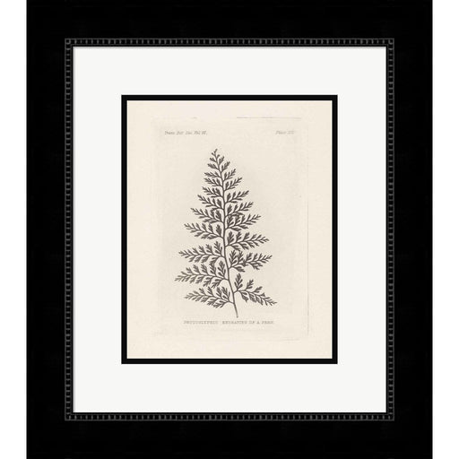 Fern Engraving by Wild Apple Portfolio, Framed Art