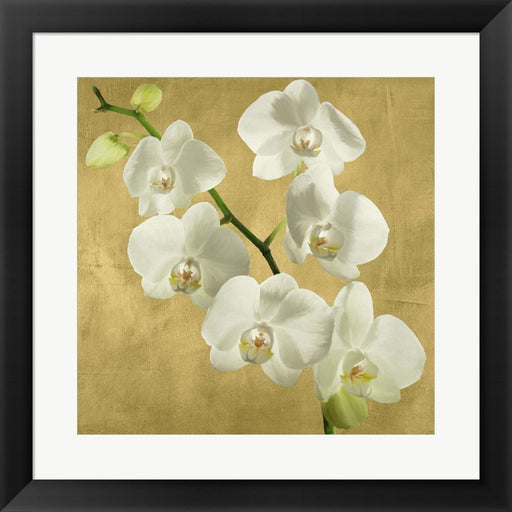 Orchids on a Golden Background I by Andrea Antinori, Framed Art