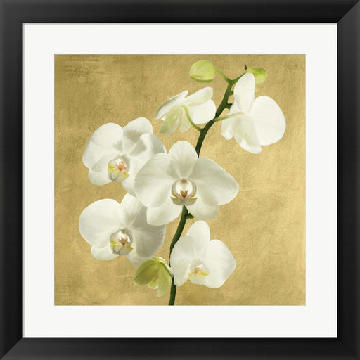 Orchids on a Golden Background II by Andrea Antinori, Framed Art
