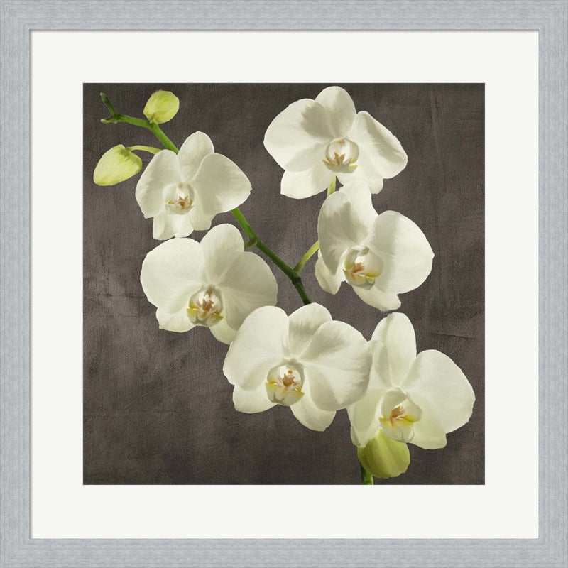 Orchids on Grey Background I by Andrea Antinori, Framed Art