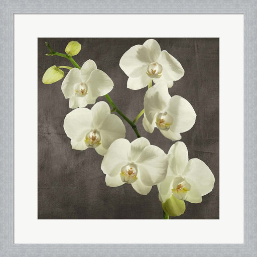 Orchids on Grey Background I by Andrea Antinori, Framed Art