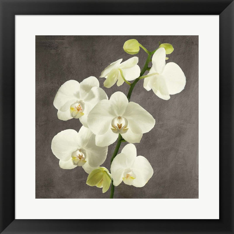 Orchids on Grey Background II by Andrea Antinori, Framed Art