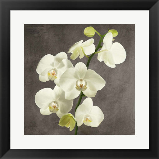 Orchids on Grey Background II by Andrea Antinori, Framed Art