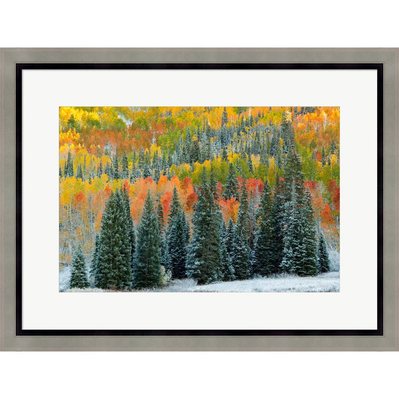 Christmas Trees by J.C. Leacock, Framed Art