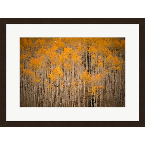 Intimate Aspen by J.C. Leacock, Framed Art