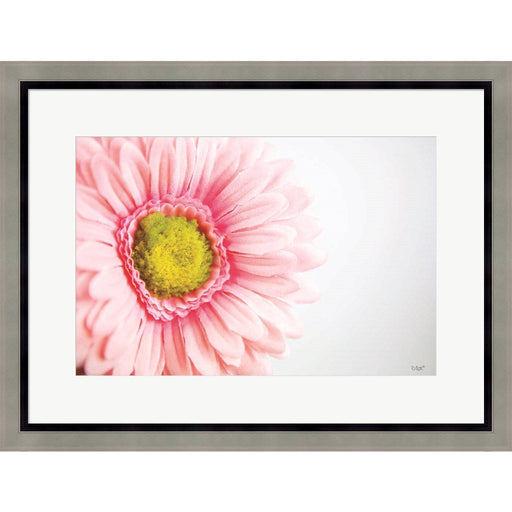 Daisy Close-up by Donnie Quillen, Framed Art