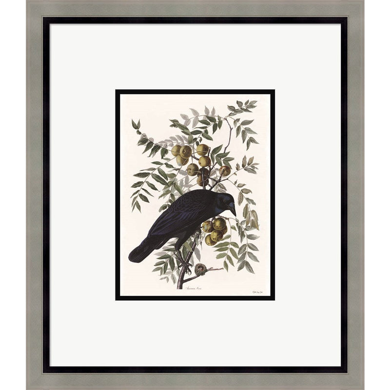 Vintage Crow 1 by Stellar Design Studio, Framed Art