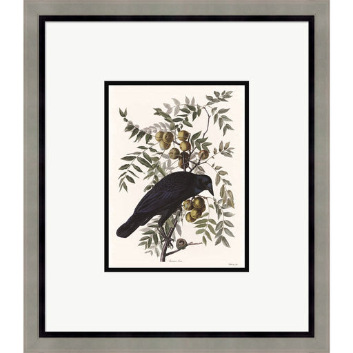 Vintage Crow 1 by Stellar Design Studio, Framed Art