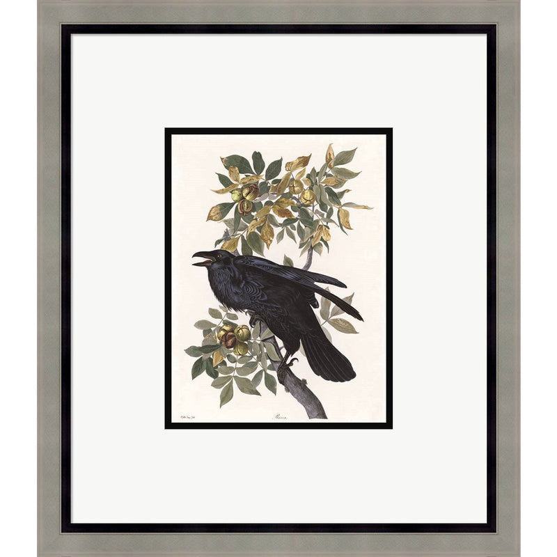 Vintage Crow 2 by Stellar Design Studio, Framed Art