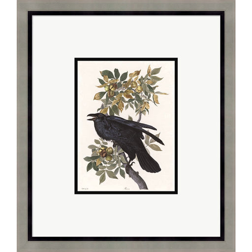 Vintage Crow 2 by Stellar Design Studio, Framed Art