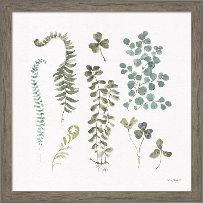 Fern Study 03 by Lisa Audit, Framed Art