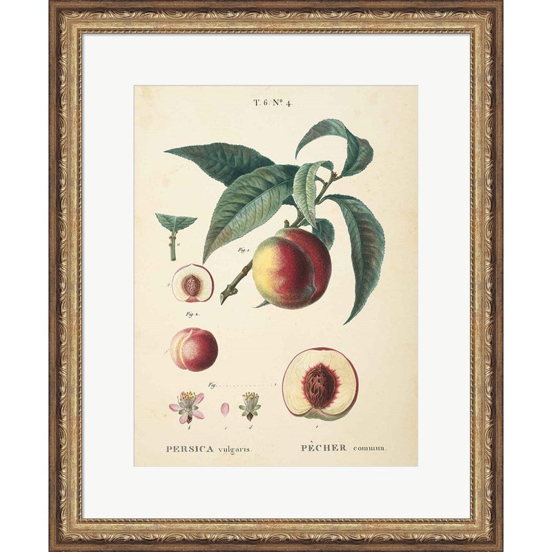 Peaches II by Wild Apple Portfolio, Framed Art