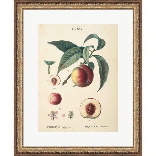 Peaches II by Wild Apple Portfolio, Framed Art