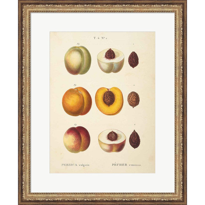 Peaches I by Wild Apple Portfolio, Framed Art