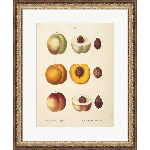 Peaches I by Wild Apple Portfolio, Framed Art