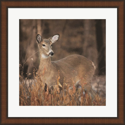 Whitetail Deer by Lori Deiter, Framed Art