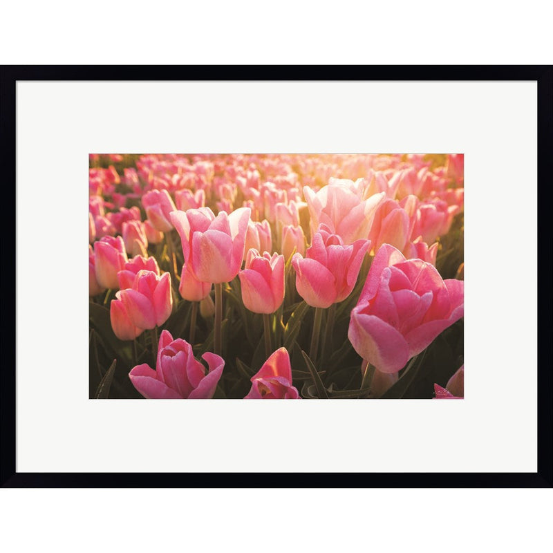 The Pink Ones by Martin Podt, Framed Art