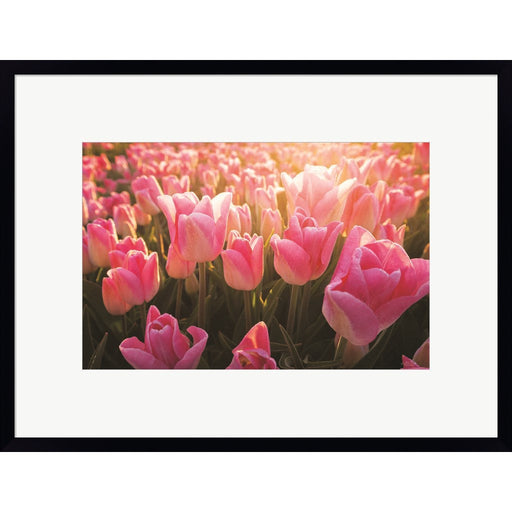 The Pink Ones by Martin Podt, Framed Art