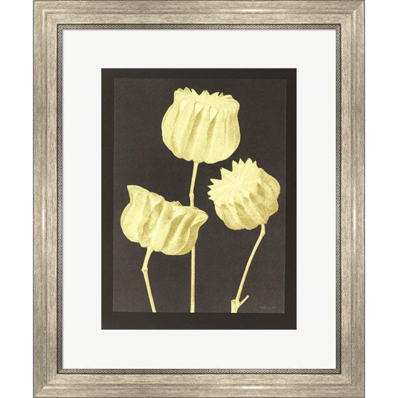 Forms in Nature 1 by Stellar Design Studio, Framed Art