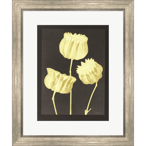 Forms in Nature 1 by Stellar Design Studio, Framed Art
