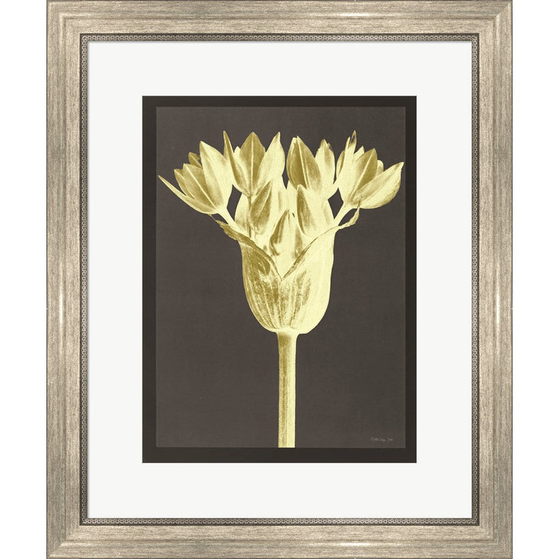 Forms in Nature 3 by Stellar Design Studio, Framed Art