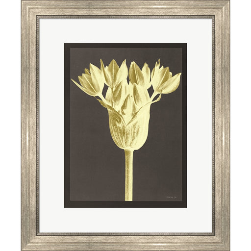 Forms in Nature 3 by Stellar Design Studio, Framed Art
