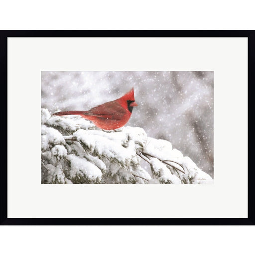 Winter Cardinal by Lori Deiter, Framed Art