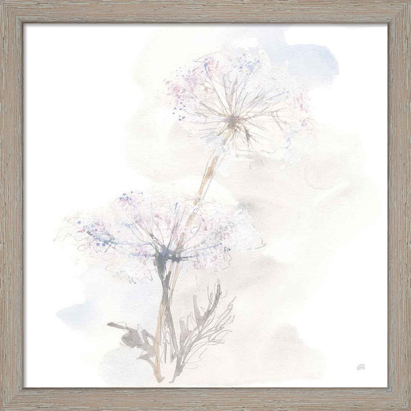 Queen Annes Lace III by Chris Paschke, Framed Art