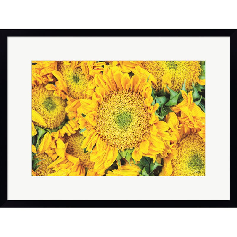 Sunflower Summer by Donnie Quillen, Framed Art
