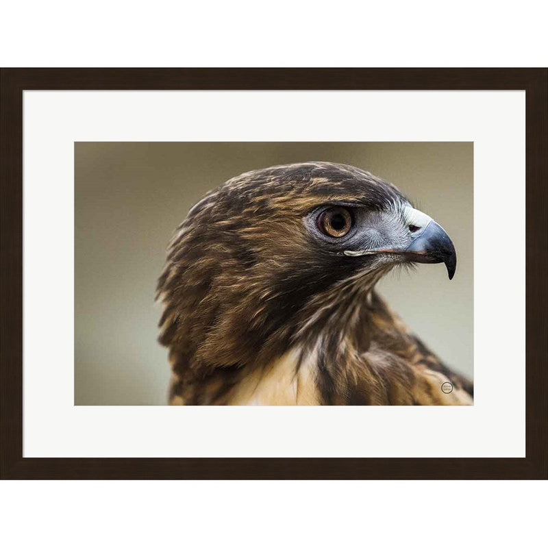 Red Tailed Hawk Profile by Nathan Larson, Framed Art