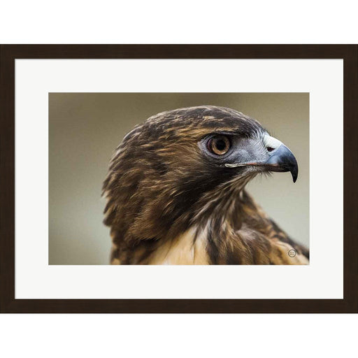 Red Tailed Hawk Profile by Nathan Larson, Framed Art