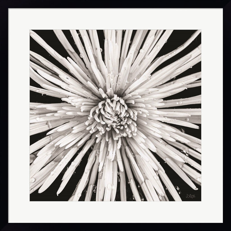 Black and White Love by Donnie Quillen, Framed Art