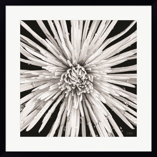 Black and White Love by Donnie Quillen, Framed Art