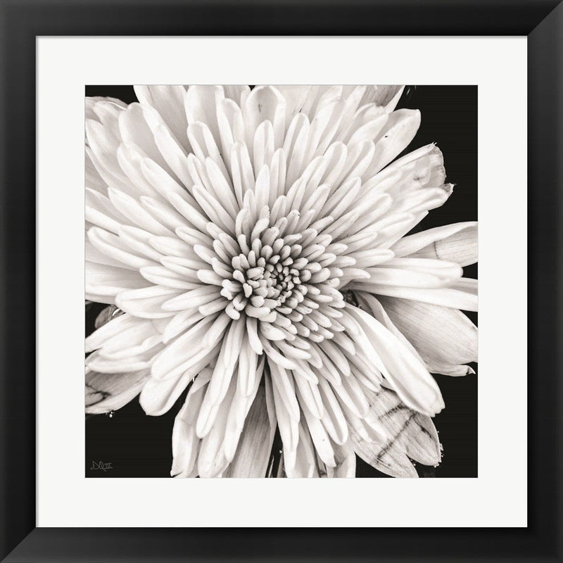 Black and White Love II by Donnie Quillen, Framed Art