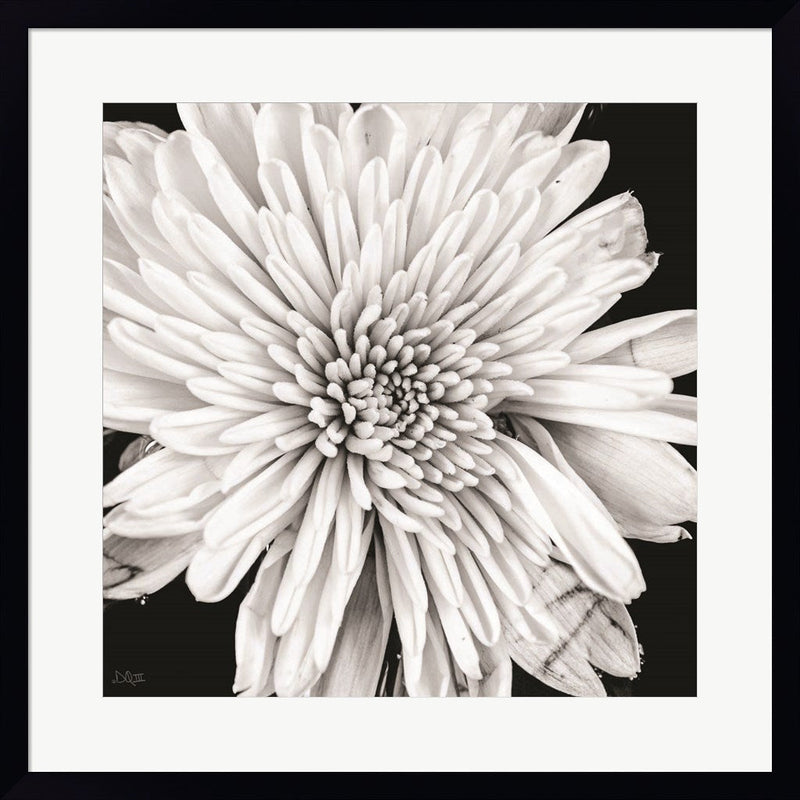 Black and White Love II by Donnie Quillen, Framed Art