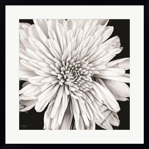 Black and White Love II by Donnie Quillen, Framed Art