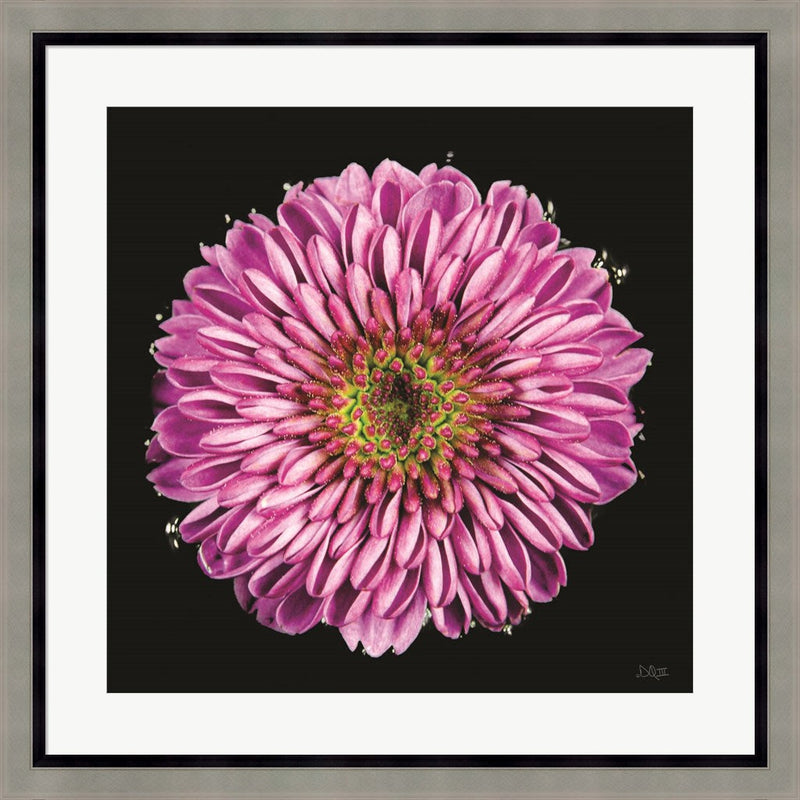 Purple Gradient by Donnie Quillen, Framed Art