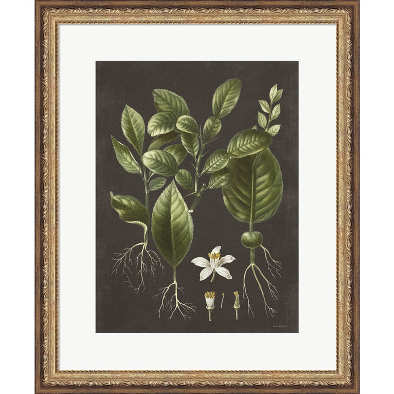 Citrus Botanical by Lettered & Lined, Framed Art
