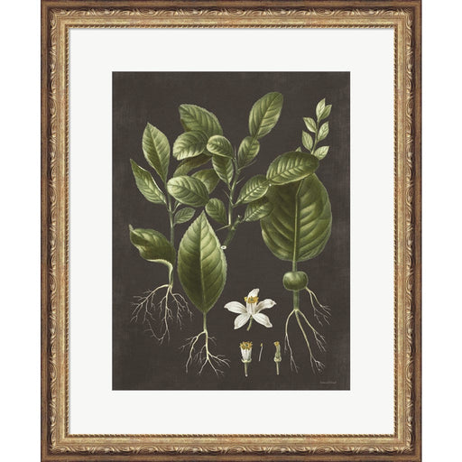 Citrus Botanical by Lettered & Lined, Framed Art