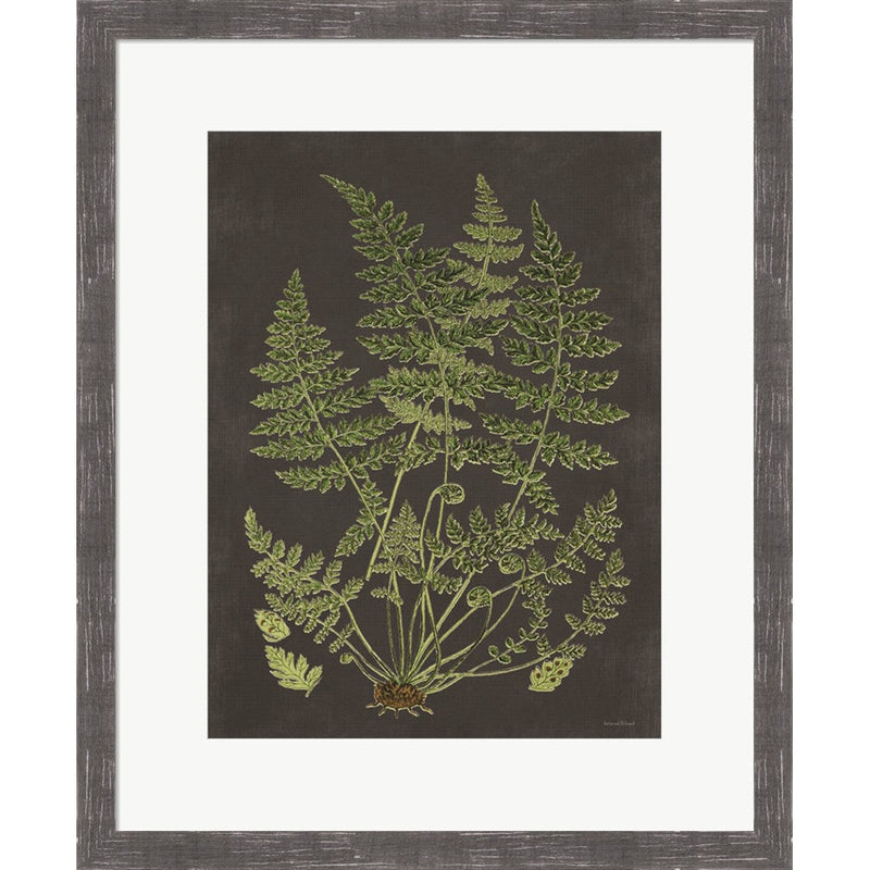 Fern Study by Lettered & Lined, Framed Art
