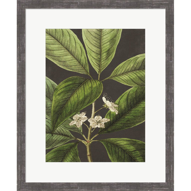 Grand Leaves by Lettered & Lined, Framed Art