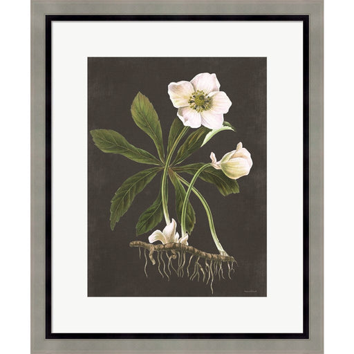 Hellebore by Lettered & Lined, Framed Art