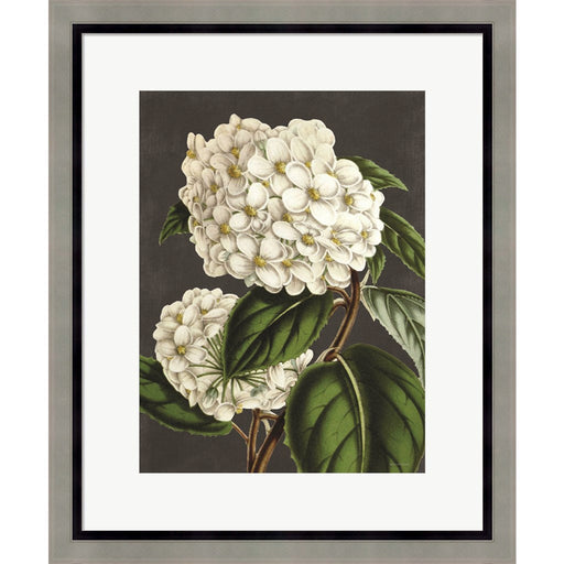 Hydrangea by Lettered & Lined, Framed Art