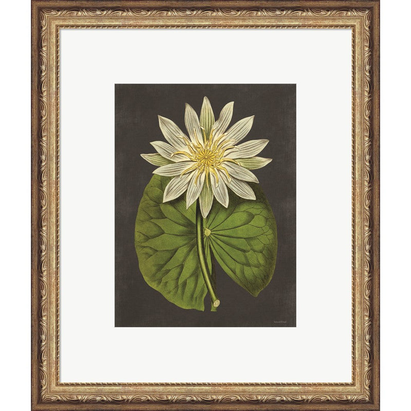 Lily by Lettered & Lined, Framed Art