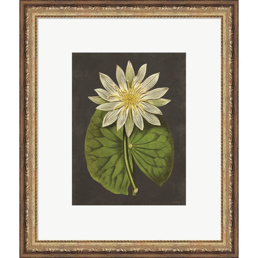 Lily by Lettered & Lined, Framed Art