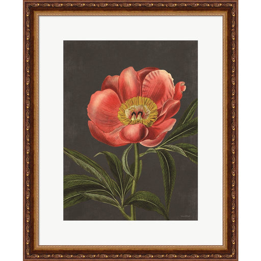 Peony by Lettered & Lined, Framed Art