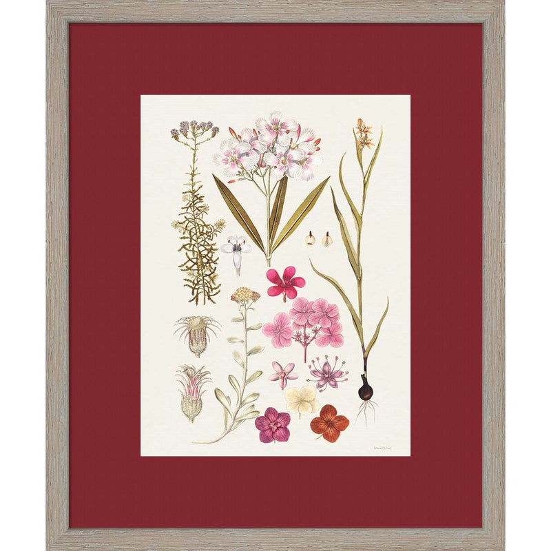 Vintage Bloom Study by Lettered & Lined, Framed Art
