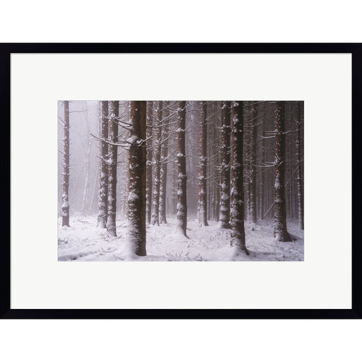 Red Woods by Martin Podt, Framed Art