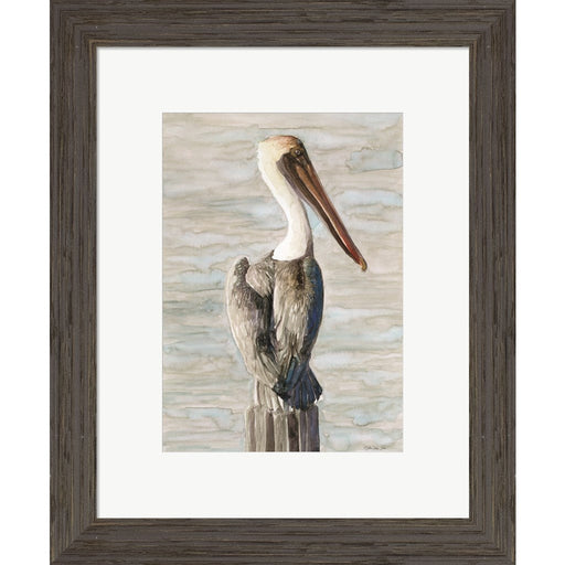 Brown Pelican 1 by Stellar Design Studio, Framed Art